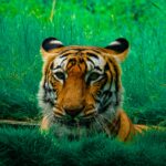 Close-up portrait of a Bengal tiger hiding in vibrant green grass.