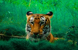 Close-up portrait of a Bengal tiger hiding in vibrant green grass.